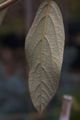 Viburnum rhitidophyllum Kalina sztywnolistna